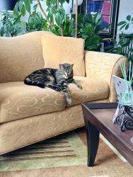 Lost Male Cat last seen Near Hartfield Avenue Camp Springs MD 20846, Camp Springs, MD 20746