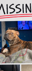 Lost Male Dog last seen Near sw 31st st okc ok 73109, Oklahoma City, OK 73109