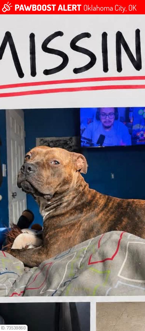 Lost Male Dog last seen Near sw 31st st okc ok 73109, Oklahoma City, OK 73109