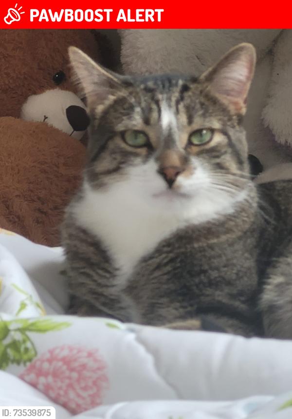 Lost Male Cat last seen Greensboro Drive and Wellesley street, Mississauga, ON L5M 5S4