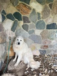 Reunited Male Dog last seen noble rd and weber rd in saline mi, Lodi Township, MI 48176