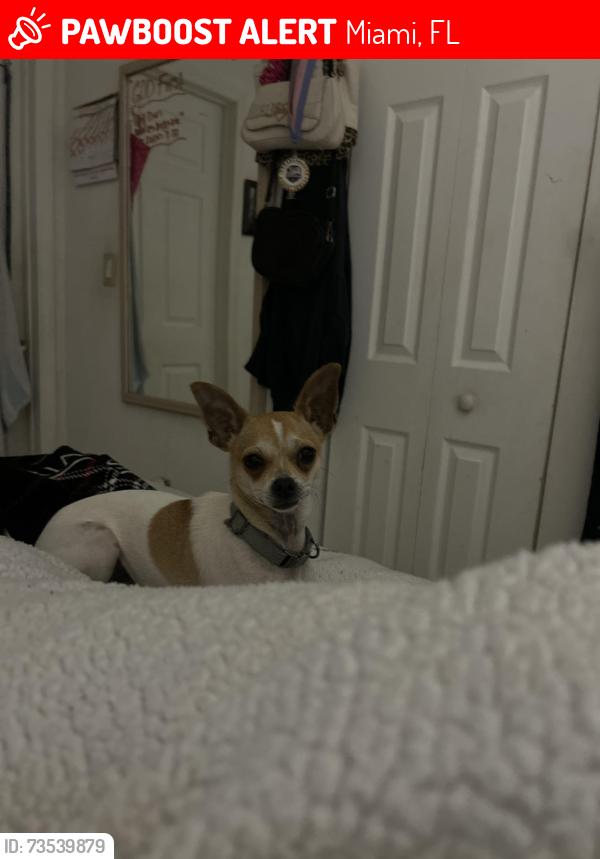 Lost Female Dog last seen 22nd ave and 43rd st, Miami, FL 33142