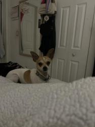 Lost Female Dog last seen 22nd ave and 43rd st, Miami, FL 33142