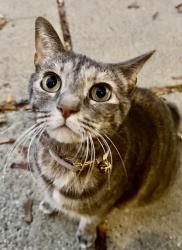 Reunited Female Cat last seen W 5TH, E St, Bowen St, Boston, MA 02127