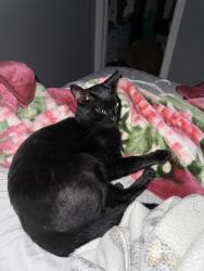 Reunited Male Cat last seen Vanderbrink and Father Tobin/Sugarcane ave, Brampton, ON L6R 0E6