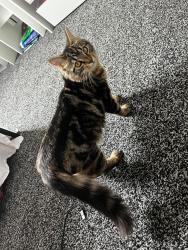 Lost Male Cat last seen Near Lovat Road and shattlworth road, Lancashire, England 