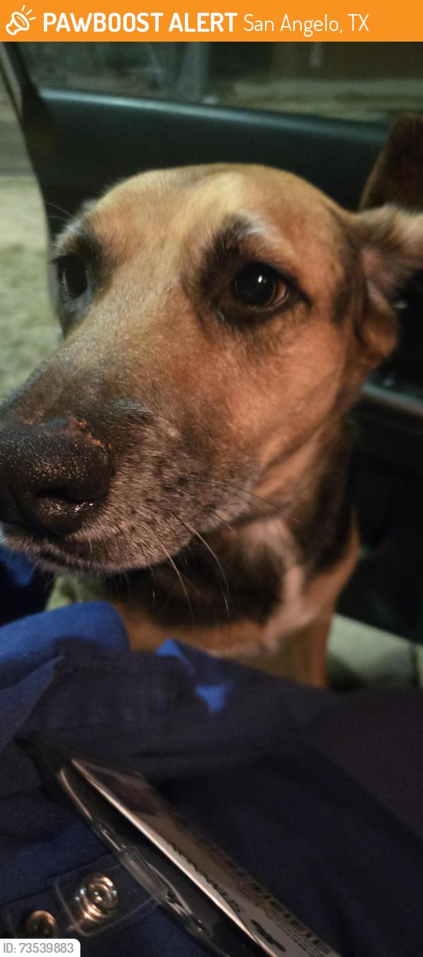 Found/Stray Unknown Dog last seen Hunters Glen, San Angelo, TX 76901
