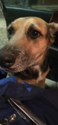 Found/Stray Unknown Dog last seen Hunters Glen, San Angelo, TX 76901