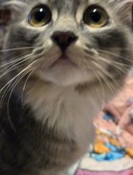 Reunited Female Cat last seen SUBLETT/MUSKET, Arlington, TX 76002