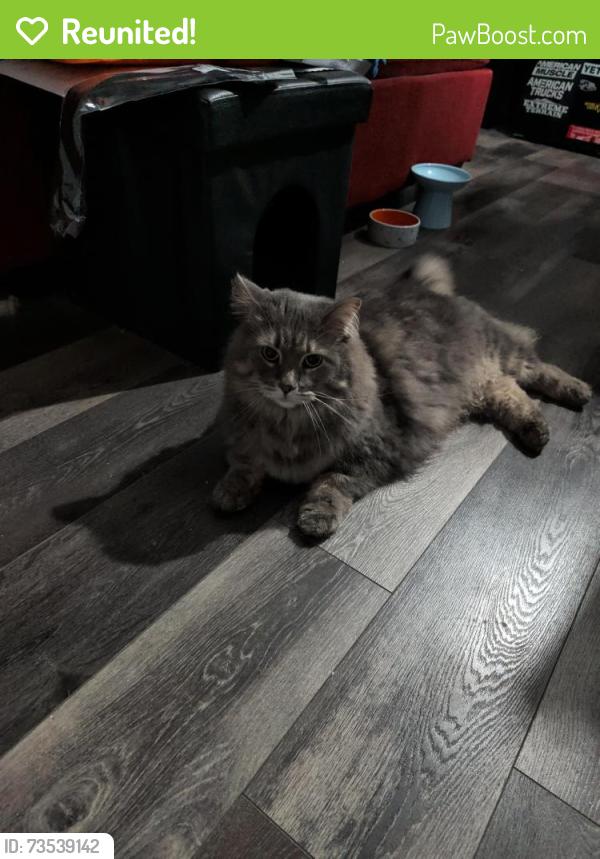 Reunited Male Cat last seen Near shawford way, Elgin, IL 60120
