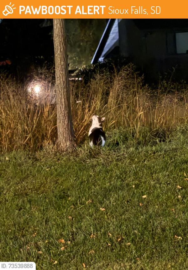 Found/Stray Unknown Cat last seen 15th & Kennedy by Casey’s & ACE, Sioux Falls, SD 57103
