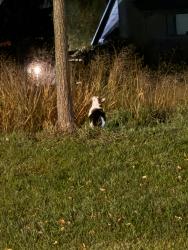 Found/Stray Unknown Cat last seen 15th & Kennedy by Casey’s & ACE, Sioux Falls, SD 57103