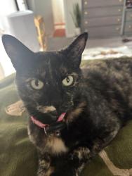 Reunited Female Cat last seen 3rd Ave and Raleigh St, Denver, CO 80219