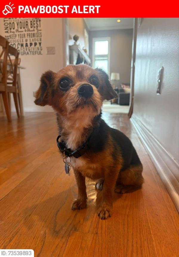Lost Male Dog last seen Clawson Ridge Ct, Liberty Township, OH 45011