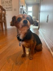 Lost Male Dog last seen Clawson Ridge Ct, Liberty Township, OH 45011