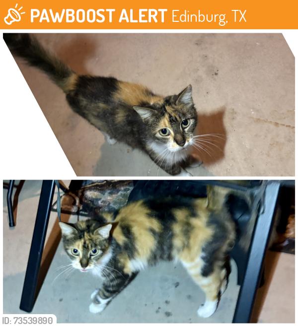 Found/Stray Female Cat last seen Monmack/University, Edinburg, TX 78539