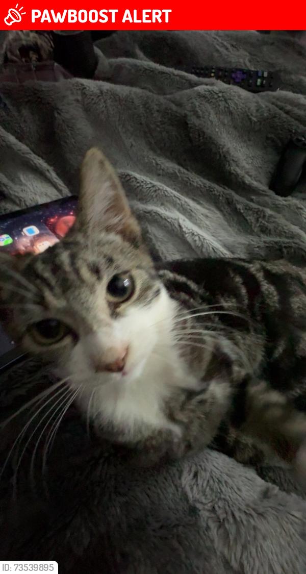 Lost Male Cat last seen Whitland, Sir Gaerfyrddin, Cymru SA34 0DA
