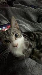Lost Male Cat last seen Whitland, Sir Gaerfyrddin, Cymru SA34 0DA