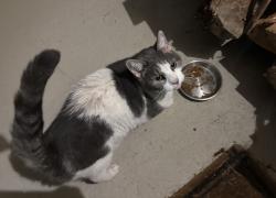 Found/Stray Female Cat last seen Horneytown Country Store, High Point, NC 27265