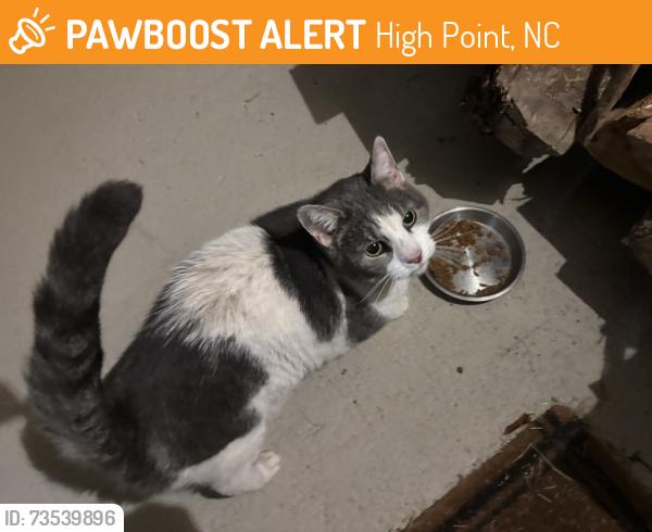 Found/Stray Female Cat last seen Horneytown Country Store, High Point, NC 27265