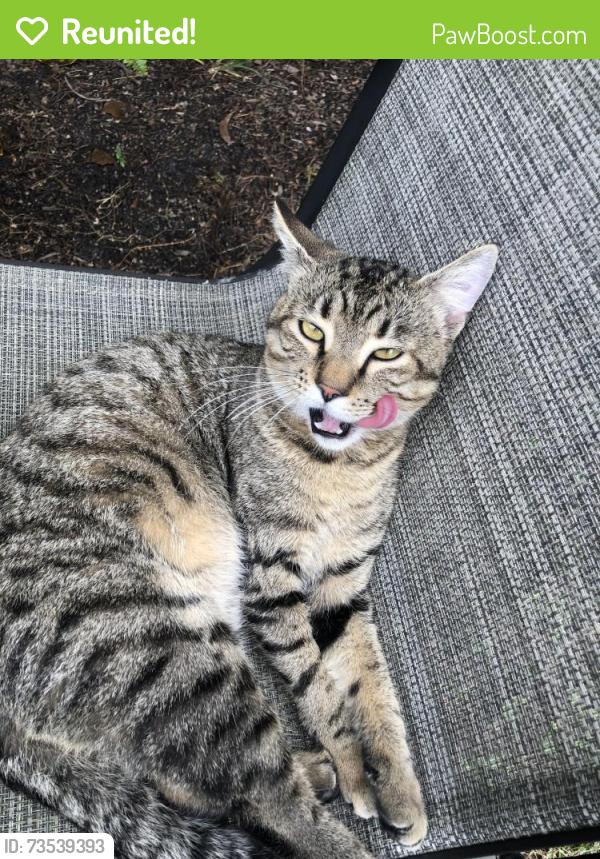 Reunited Male Cat last seen Near SW 23rd Pl, Davie, FL 33324, USA, Davie, FL 33324