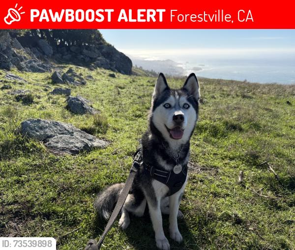 Lost Female Dog last seen Summerhome Park Road & River Dr, Forestville CA 95436, Forestville, CA 95436