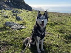 Lost Female Dog last seen Summerhome Park Road & River Dr, Forestville CA 95436, Forestville, CA 95436