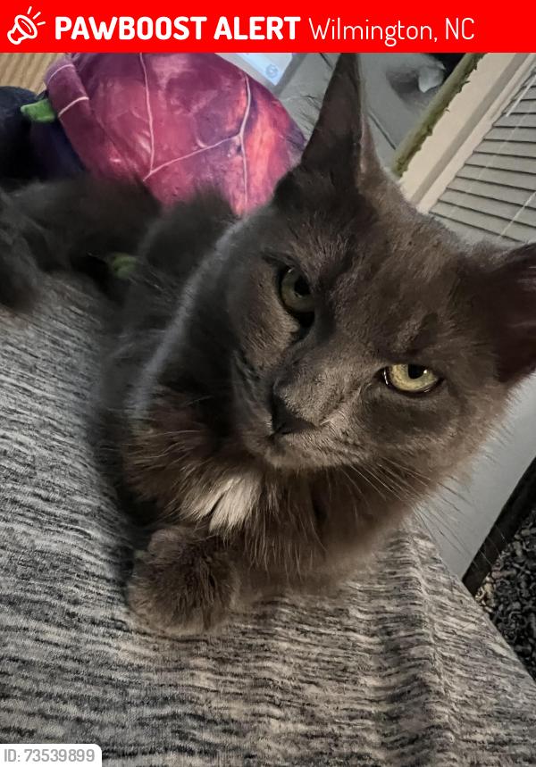 Lost Female Cat last seen Colonial Parke apmts, Wilmington, NC 28403