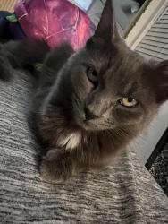 Lost Female Cat last seen Colonial Parke apmts, Wilmington, NC 28403