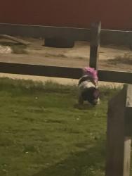 Found/Stray Female Dog last seen On the corner after oxford there is a little patch of grass., Philadelphia, PA 19146