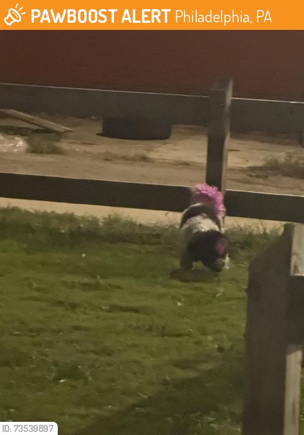 Found/Stray Female Dog last seen On the corner after oxford there is a little patch of grass., Philadelphia, PA 19146