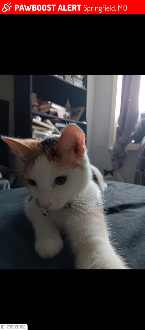 Lost Female Cat last seen Chestnut Expwy, Pappys Place, Radar Mansion, Springfield, MO 65802