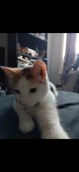 Lost Female Cat last seen Chestnut Expwy, Pappys Place, Radar Mansion, Springfield, MO 65802