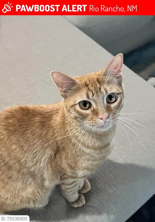Lost Male Cat last seen Camino Encantadas, Rio Rancho, NM 87144