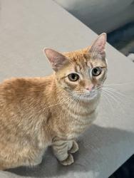 Lost Male Cat last seen Camino Encantadas, Rio Rancho, NM 87144