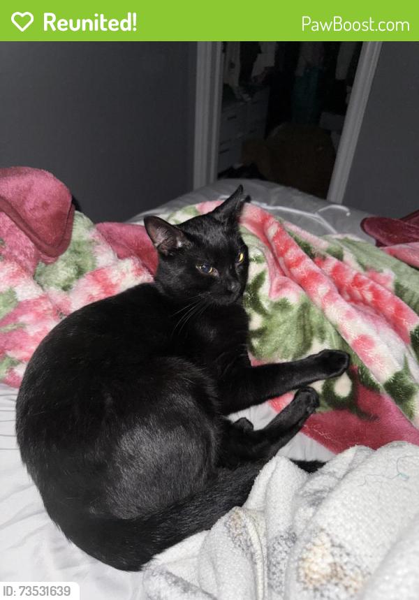 Reunited Male Cat last seen Vanderbrink and Father Tobin/Sugarcane ave, Brampton, ON L6R 0E6