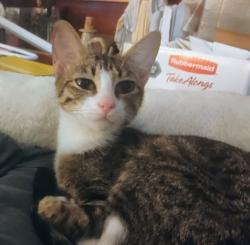 Lost Female Cat last seen Navarre and Cumberland, Gulf Breeze, FL 32561