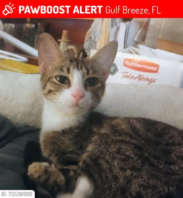 Lost Female Cat last seen Navarre and Cumberland, Gulf Breeze, FL 32561