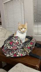Lost Female Cat last seen Park Meadow, Harris County, TX 77450