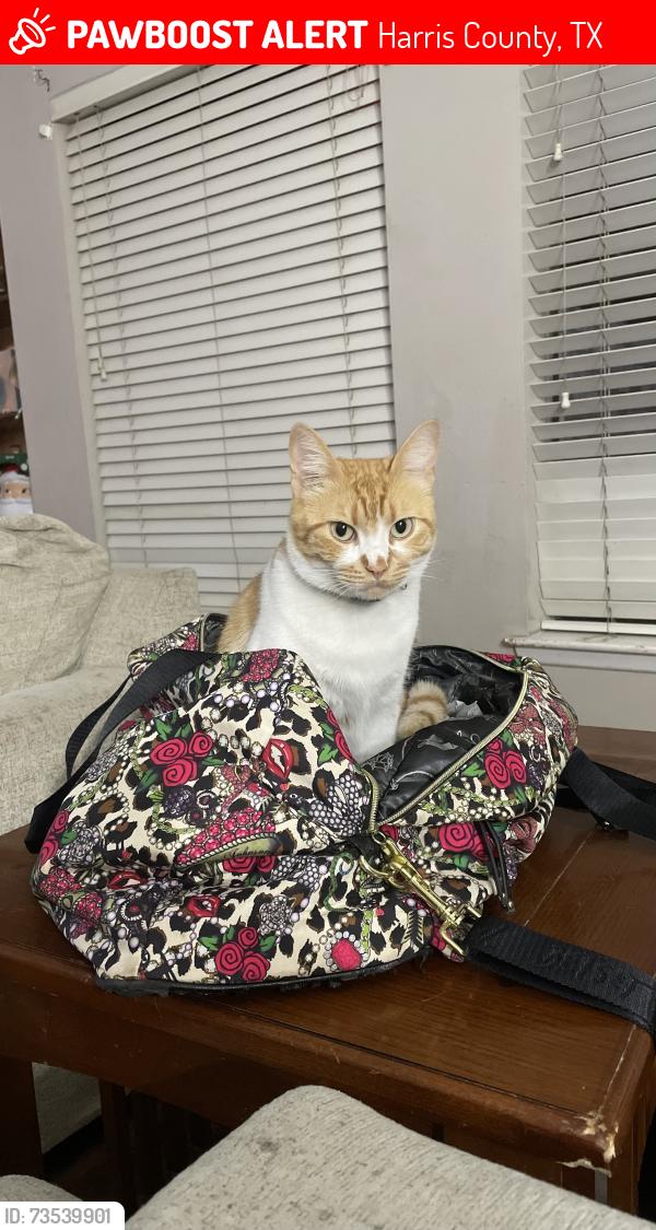 Lost Female Cat last seen Park Meadow, Harris County, TX 77450