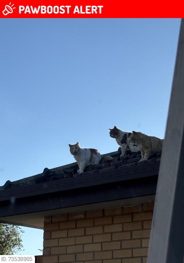 Lost Unknown Cat last seen Dandenong North, Dandenong North, VIC 3175