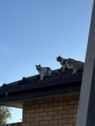 Lost Unknown Cat last seen Dandenong North, Dandenong North, VIC 3175