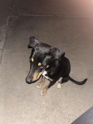 Found/Stray Male Dog last seen Pueblo Vista/Camino del Sierra, Tucson, AZ 85713