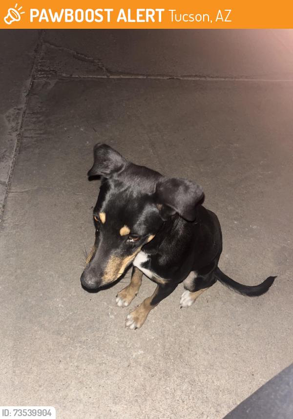Found/Stray Male Dog last seen Pueblo Vista/Camino del Sierra, Tucson, AZ 85713