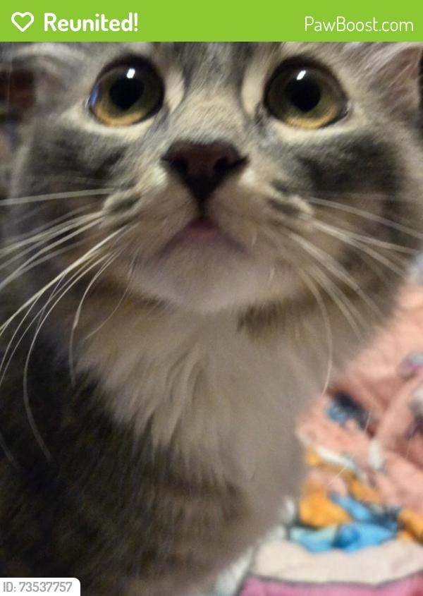 Reunited Female Cat last seen SUBLETT/MUSKET, Arlington, TX 76002