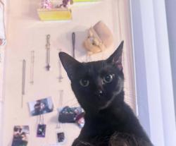 Reunited Female Cat last seen wall between budge suiets and The Heritage apmts, Phoenix, AZ 85027