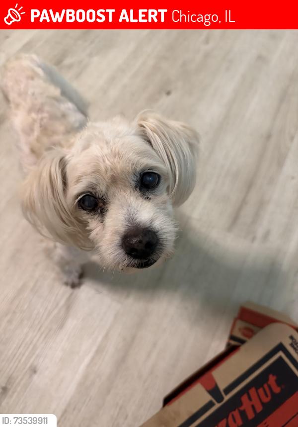 Lost Male Dog last seen North, Grand, Kedvale, Chicago, IL 60651