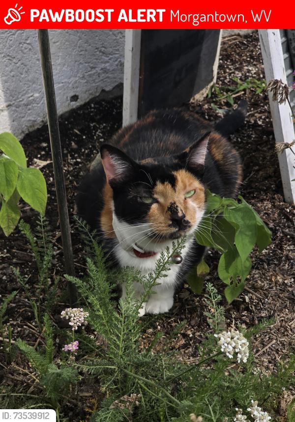 Lost Female Cat last seen Ashton est, Morgantown, WV 26508
