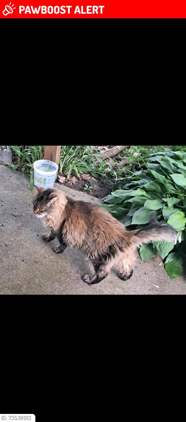 Lost Male Cat last seen Pye lane and all angels, Wappingers Falls, NY 12590