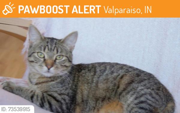 Found/Stray Male Cat last seen Campbell Street Valparaiso, Valparaiso, IN 46385